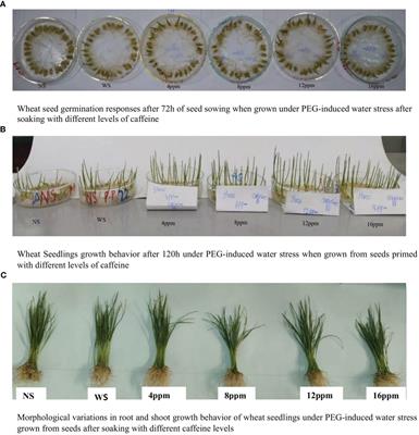 Enhancing water stress tolerance of bread wheat during seed germination and seedling emergence: caffeine-induced modulation of antioxidative defense mechanisms